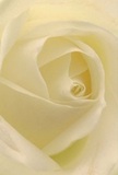 Drawn into the glowing heart of a cream-white rose, one feels cradled by its unfolding petals, as if embraced by the serenity of Hampstead Garden Suburb's private gardens on a spring morning. Each creamy layer spirals inward, inviting the imagination to explore its velvet texture and the subtle interplay of light and shadow caressing each fold. The atmosphere is peaceful-like a gentle breeze along Hampstead's tree-lined avenues at dawn-imbued with quiet hope and understated strength. The rose's soft, fresh fragrance conjures memories of early walks through the Suburb's green spaces, symbolizing reverence and renewal. To a local florist, this bloom is the embodiment of grace, thoughtfully chosen for heartfelt gestures-be it sympathy, admiration, or a tender start to something new. Arranged with care by Flowers Hampstead Garden Suburb, and ready to bring comfort or celebration, this flower tells a story of nature's beauty and the community's enduring spirit, carried on every petal.